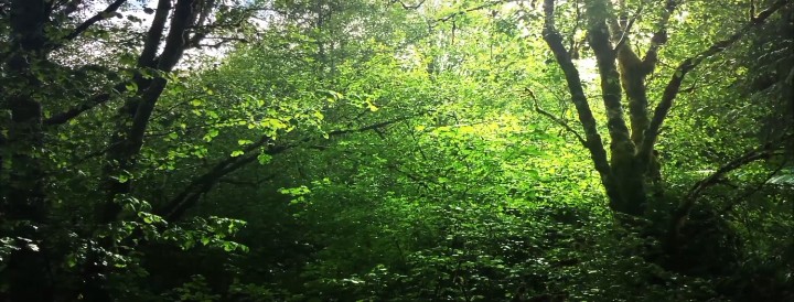 File:Wonderland.jpg