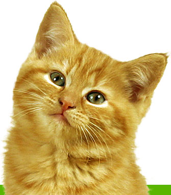 File:Katze start.jpg