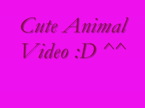 File:Cute Animal Video.png