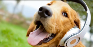 Cute Dogs.exe-1.mov.png