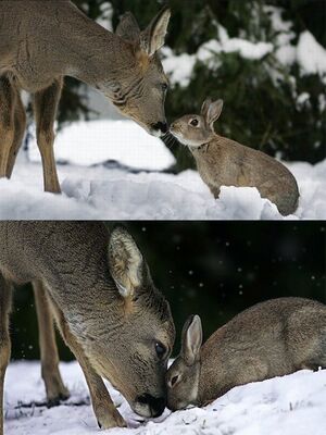 OffendedDeer.jpg