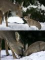 Deer and a rabbit.