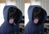 The Dog.