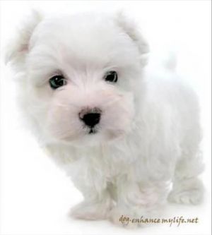 A white dog.jpg