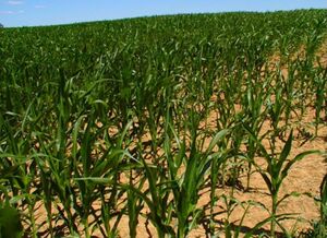 CreeperCornfield.jpg