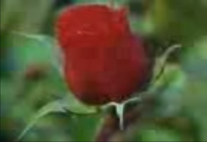 RedRose.png