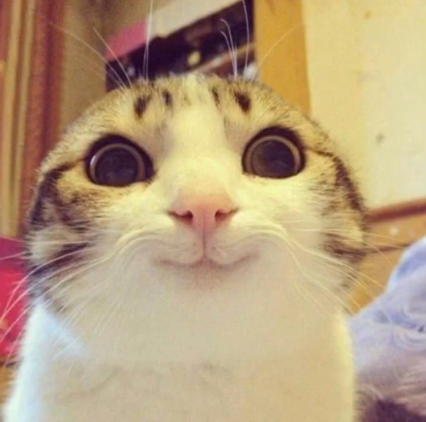 File:Kitten 3.png
