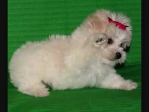 Cutepuppylol.jpg