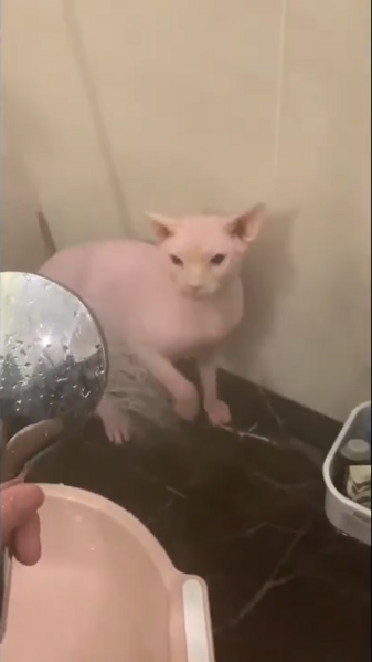 File:Cat In Shower.png