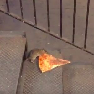 Rat.jpg