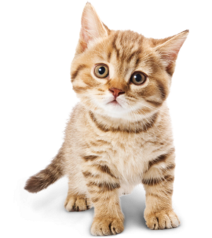Pet.png