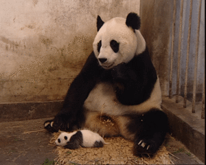 Sneezingpanda.gif