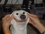 Dog.