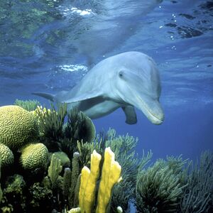GI wwf-dolphin-product-image 0.jpg