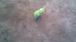 Dipsy.jpeg