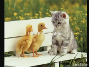 CuteKittyPhotos.png