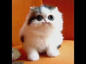 Kitty.jpg