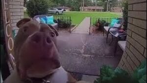 Dog.jpg