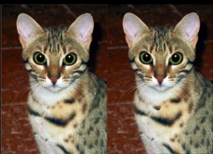 CatCat.png
