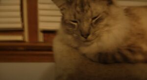 SmilingCat.jpeg