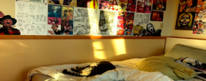 Cat sleeping 2 .png