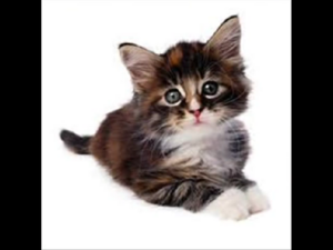 Cat1.png