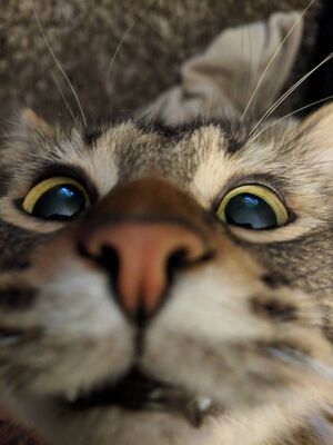 Lolcats1.jpg