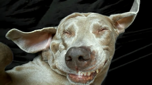 Cute and funny Dog.png