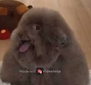 Cutedog.jpg