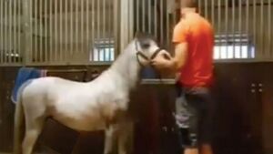Michael Hanley Horse.jpg