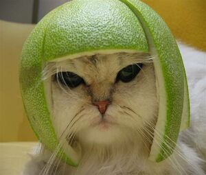 Limecat.jpg