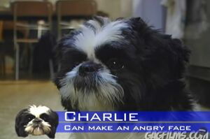 Charliedog.JPG