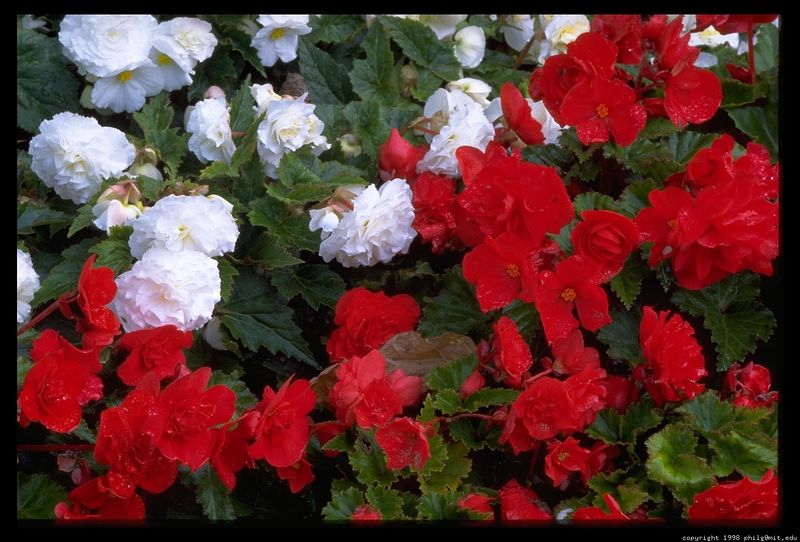 File:Flowers.jpg