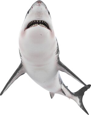 Shark03.jpg