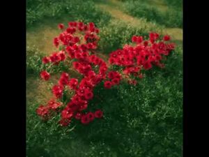 Roses.jpg