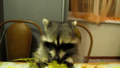 Thumbnail for version as of 03:36, 30 August 2021