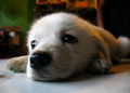 Thumbnail for version as of 11:54, 10 October 2023