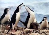 Penguins