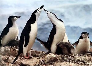 Penguins.jpg