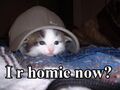 Thumbnail for version as of 12:51, 8 June 2023