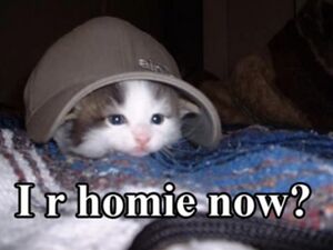 Lolcat.jpeg