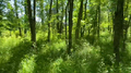 Thumbnail for version as of 13:09, 5 June 2021