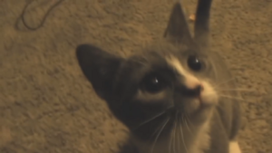Hellokitty.png