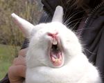 Rabbit.