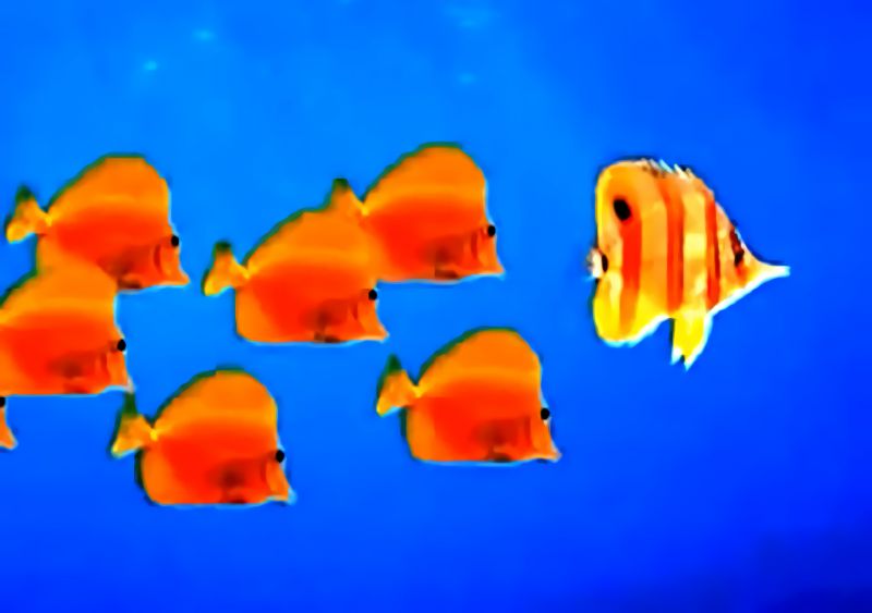 File:TropicalFish.jpg
