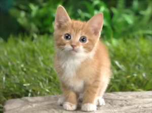 Cuteswf.PNG