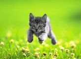 Kitten 2.