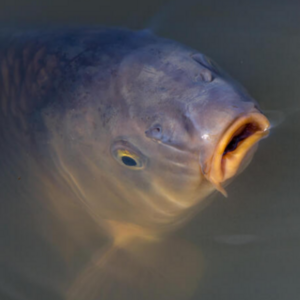 Poor Fish.png