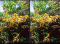 Thumbnail for version as of 05:13, 7 March 2021