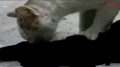 Thumbnail for version as of 19:45, 2 March 2021